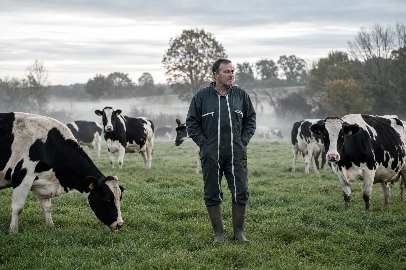 Un éleveur laitier normand au petit matin parmi ses vaches dans une prairie bocagère, lumière froide.